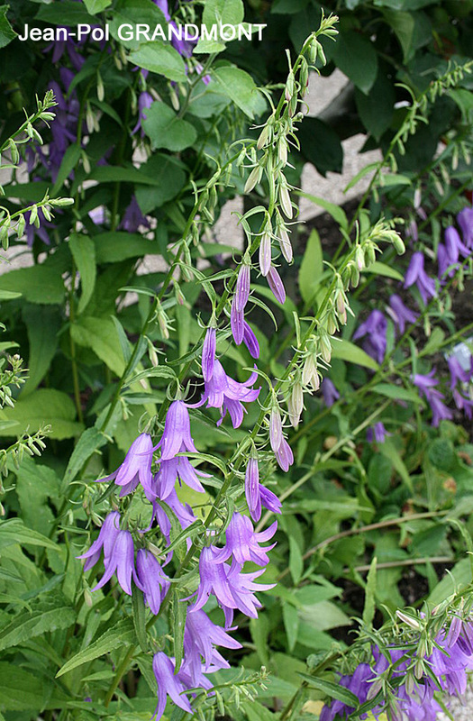 陆龟最喜欢的蔬菜,陆龟爱吃什么