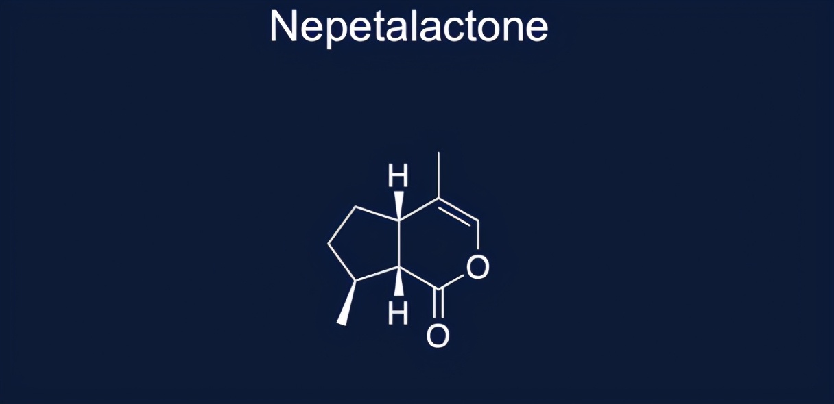 猫薄荷为什么会让猫神魂颠倒,猫薄荷到底有多吸引猫