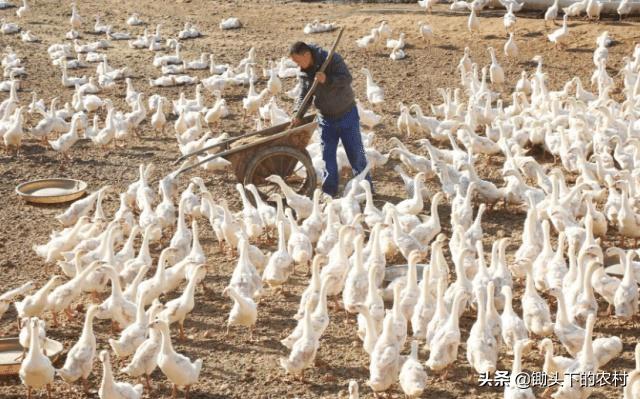 在农村霍乱为鹅禽的常见病,从病原到防治,为您剖析