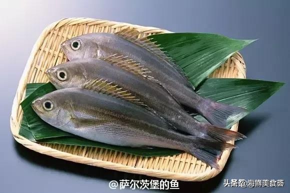 32种经典寿司做法视频,寿司常用的鱼