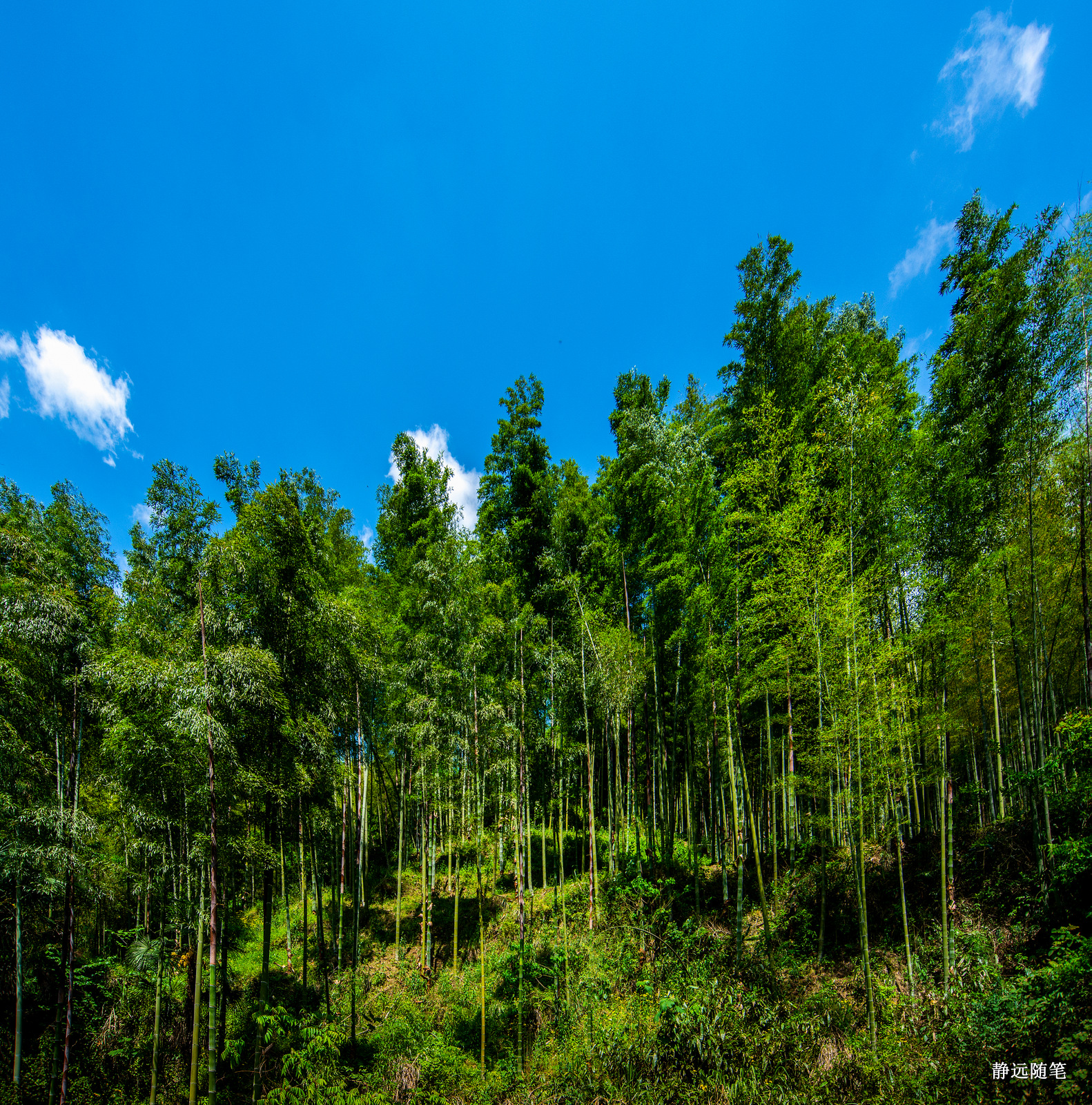 浙江富阳上官球拍有限公司,富阳上官乒乓球拍厂