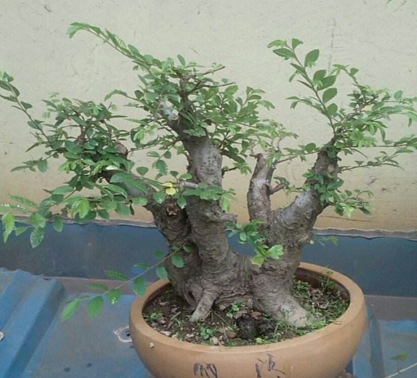 大型小叶榔榆上盆之前如何修剪,刚买的小叶榔榆上盆注意什么