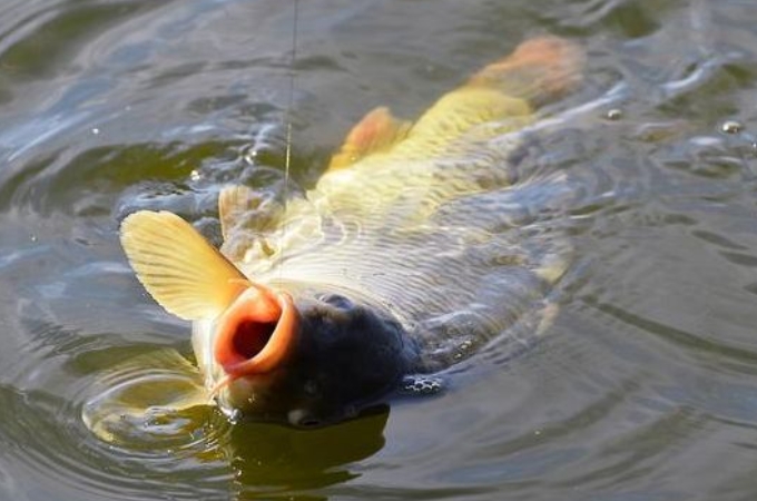 鱼是怎么掉下来的,跑鱼是什么原因造成的