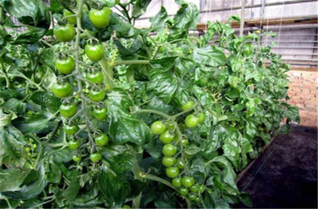 樱桃番茄规格有哪些,樱桃番茄有什么特点