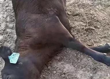 牛魏氏梭菌病的预防措施,牛羊魏氏梭菌病