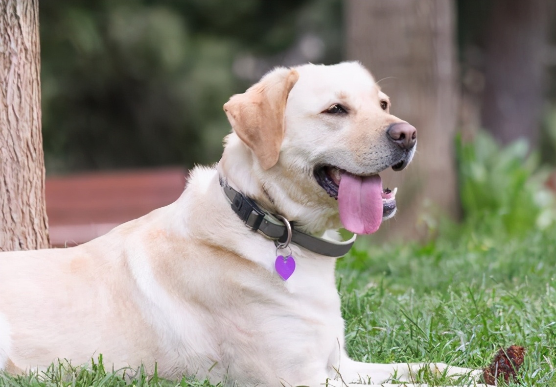 拉布拉多幼犬被骗,拉布拉多犬被骗
