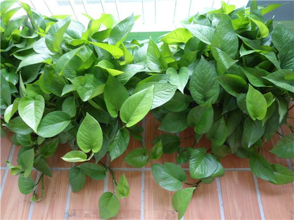 养绿萝撒化肥行吗,养绿萝用复合肥可以吗