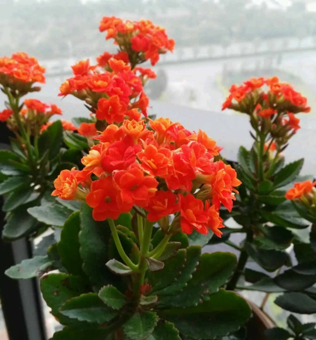 单瓣长寿花品种大全图,长寿花单瓣最好看的品种