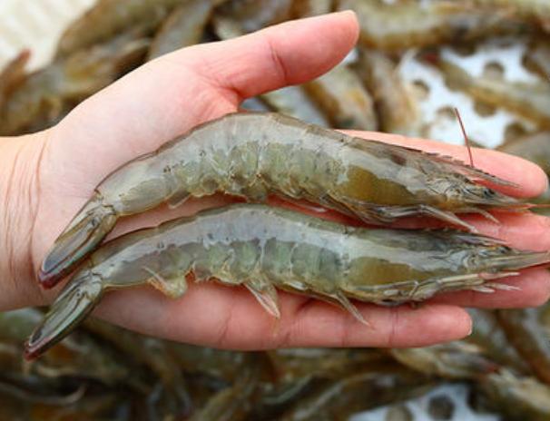 大虾怎么煮又嫩又好吃,白灼大虾煮出来有腥味怎么弄