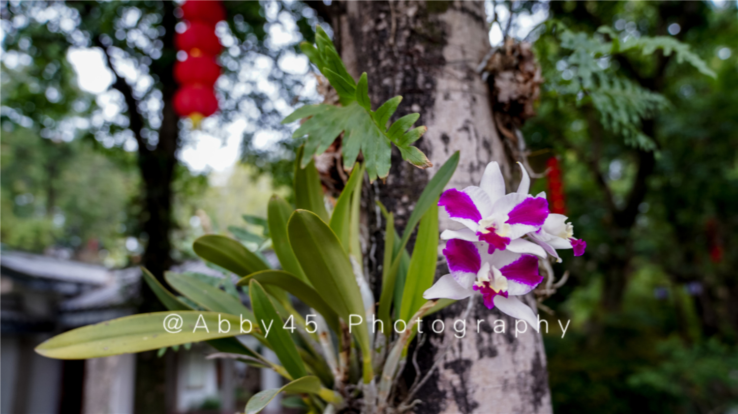 国内十大兰圃之一在福州,莫负好*光春**,免费尽享兰花的春之盛宴