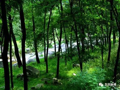 画说回龙观,北京最漂亮的森林公园