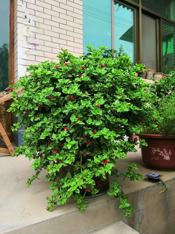 养花人养的花都有哪些,什么花养人又健康又好养