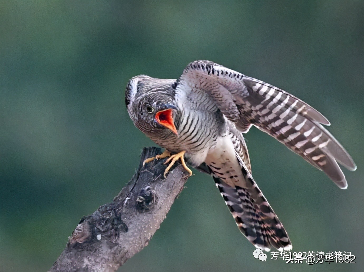 弹破庄周梦两翅驾东风,弹破庄周梦两翅驾东风三百座名园