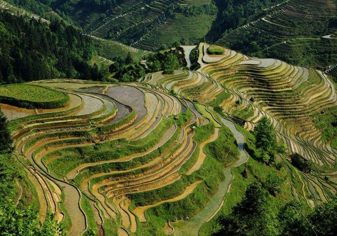 稻田主要杂草的识别与防治有哪些,稻田里有杂草先施肥后除草行吗