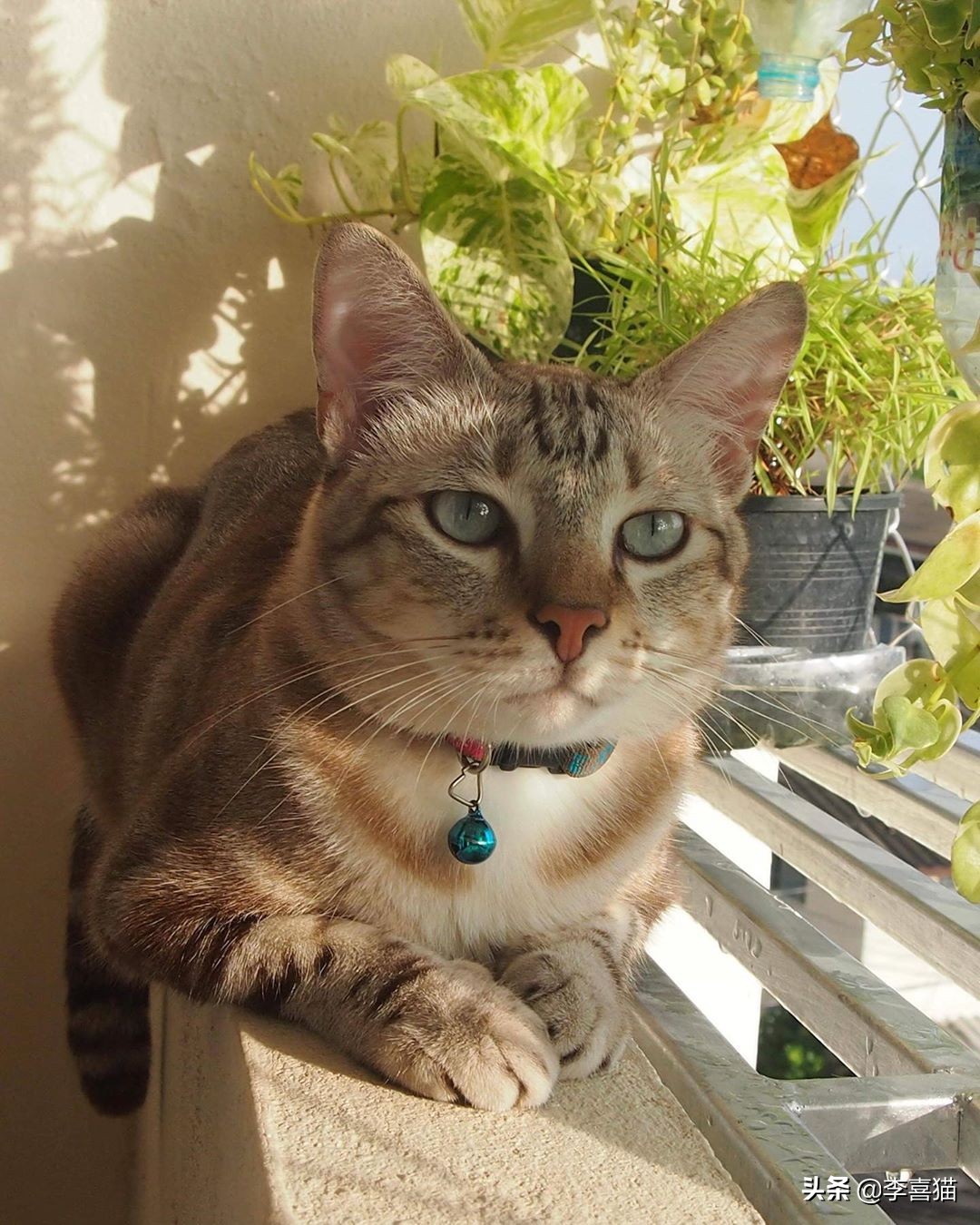 为什么铲屎官在家猫咪会一直睡觉,铲屎官最担心猫咪的几件事