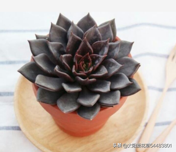 多肉白花韧锦养殖方法,黑王子锦多肉怎么养