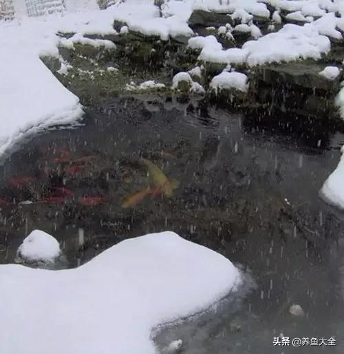 锦鲤春夏养秋冬赏,谈谈锦鲤的春夏秋冬那些事