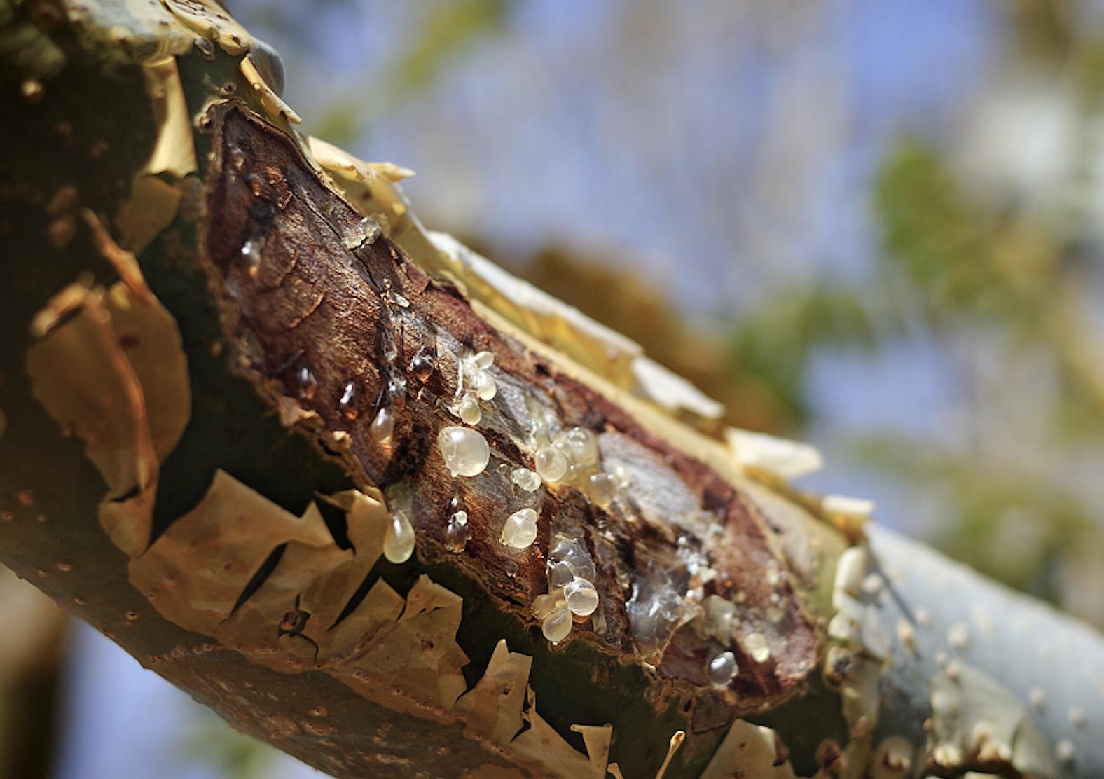 u牌乳香精油用法,u牌乳香精华油怎么用