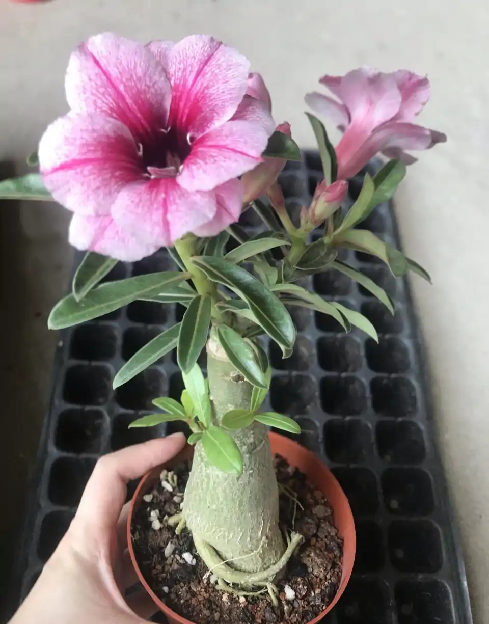 浇水过多死的植物,最容易浇死的6种花