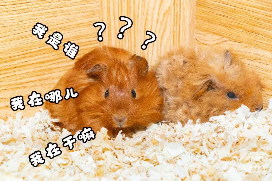 39.9元羊驼,羊驼门票抖音团购