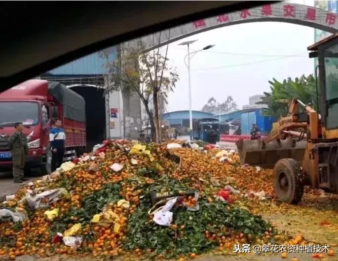 今年南丰蜜桔最新消息,南丰蜜桔滞销视频