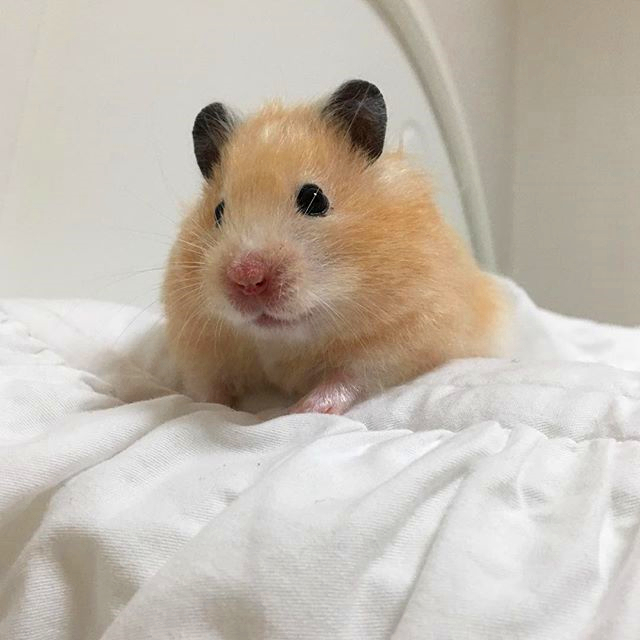 带仓鼠去公园赏花，鼠鼠无心赏花只想吃花朵，主人无奈又担心