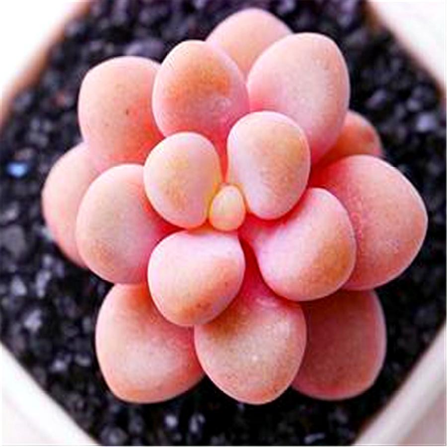 多肉桃蛋的缺点,桃蛋多肉有黑点怎么办