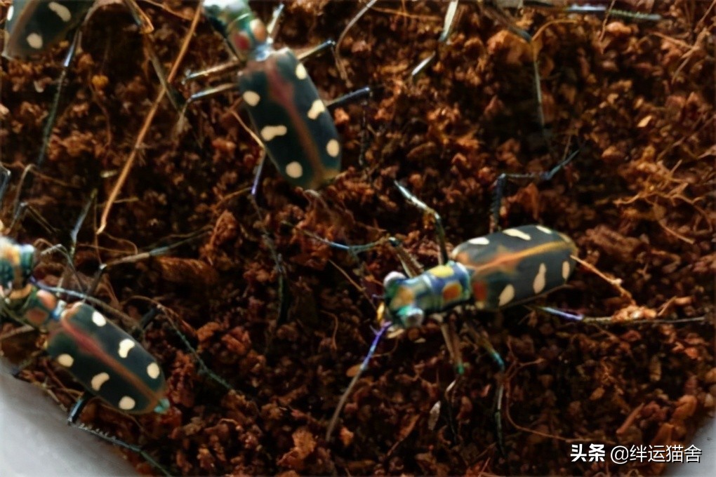 虎甲虫是害虫还是益虫,虎甲虫速度快的原因