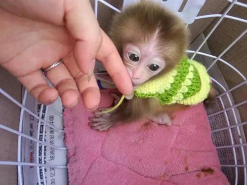 10000块钱买宠物,石猴能当宠物养吗