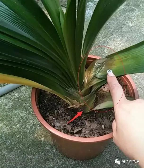 君子兰做群兰什么时候才能长叶子,君子兰烂心后扔掉