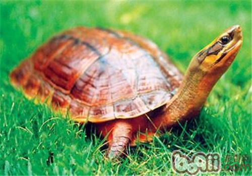 中国价钱贵的金钱龟又叫三线闭壳龟。养殖技巧，我偷偷告诉你们？