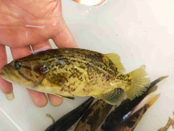 路亚野钓鳜鱼用多长竿,路亚竿野钓鳜鱼