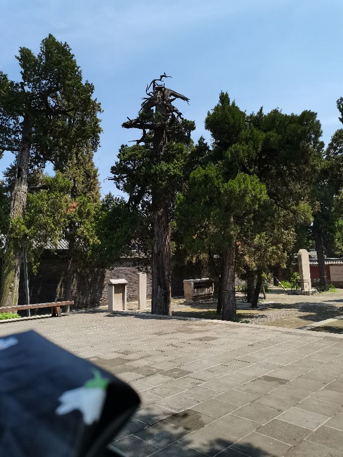 孔府孔庙孔林儿童门票,去孔庙孔府孔林的游记