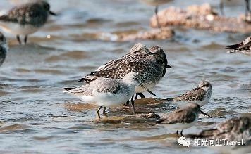 盐城世界第一大湿地,盐城黄海湿地世界遗产