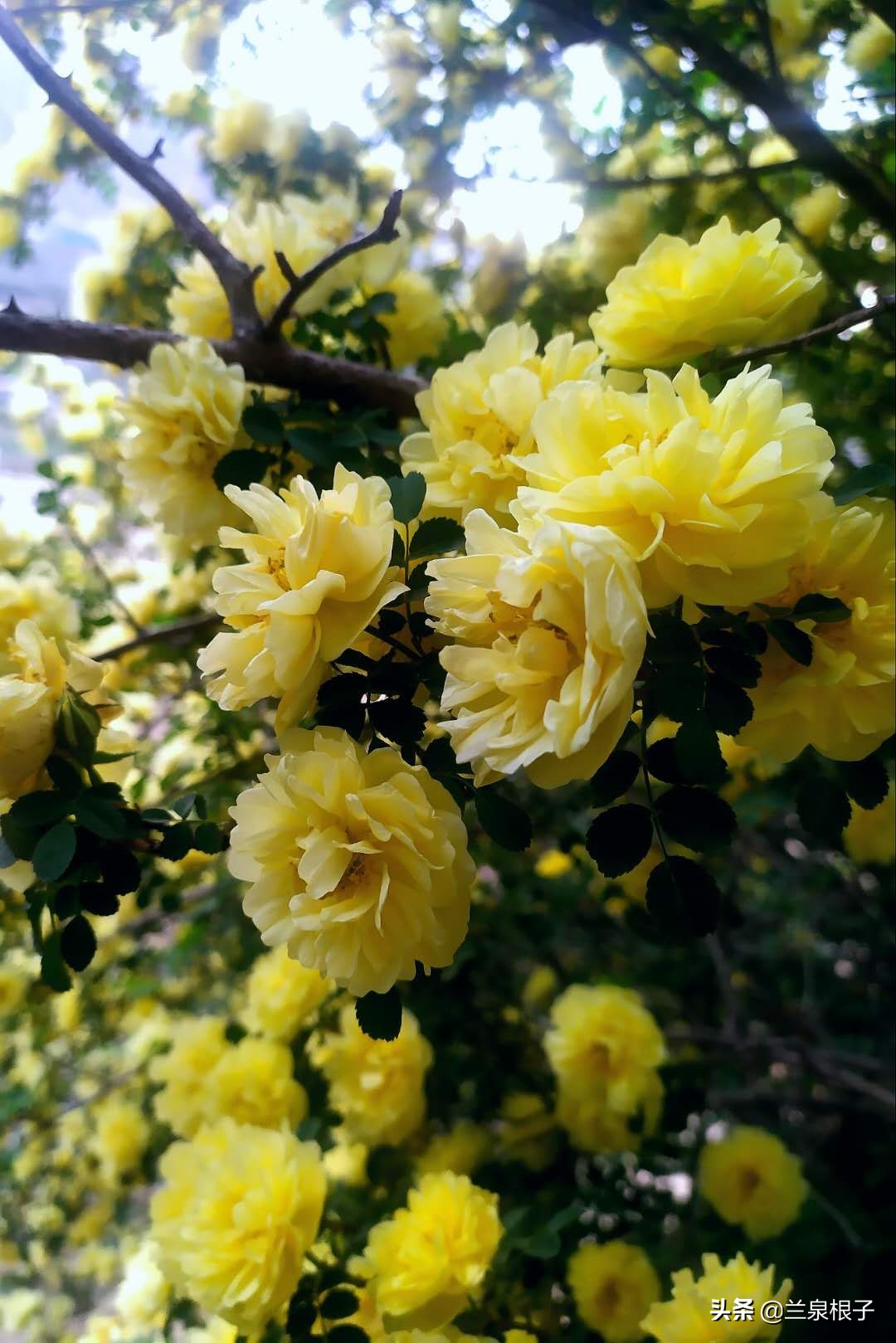 最美黄玫瑰,歌曲黄玫瑰你最美