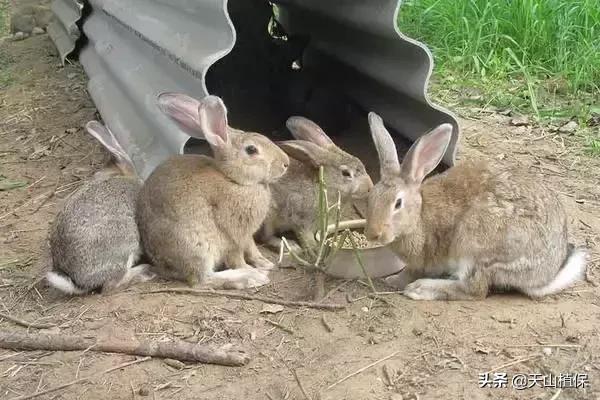 在农村养殖兔子赚钱吗现在,农村散养兔子赚钱吗