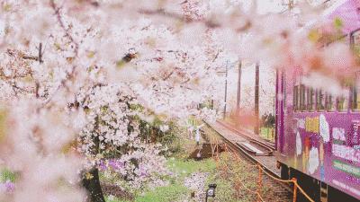 日本樱花又快开了吗 (日本樱花预计什么时候开)