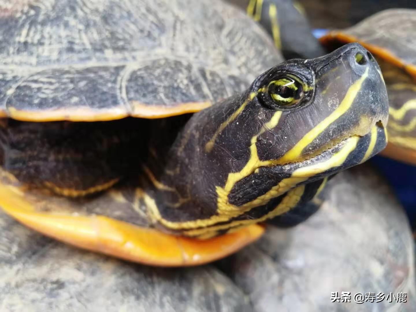 养殖水龟，如何做好日常管理工作降低水龟患水霉病的风险？