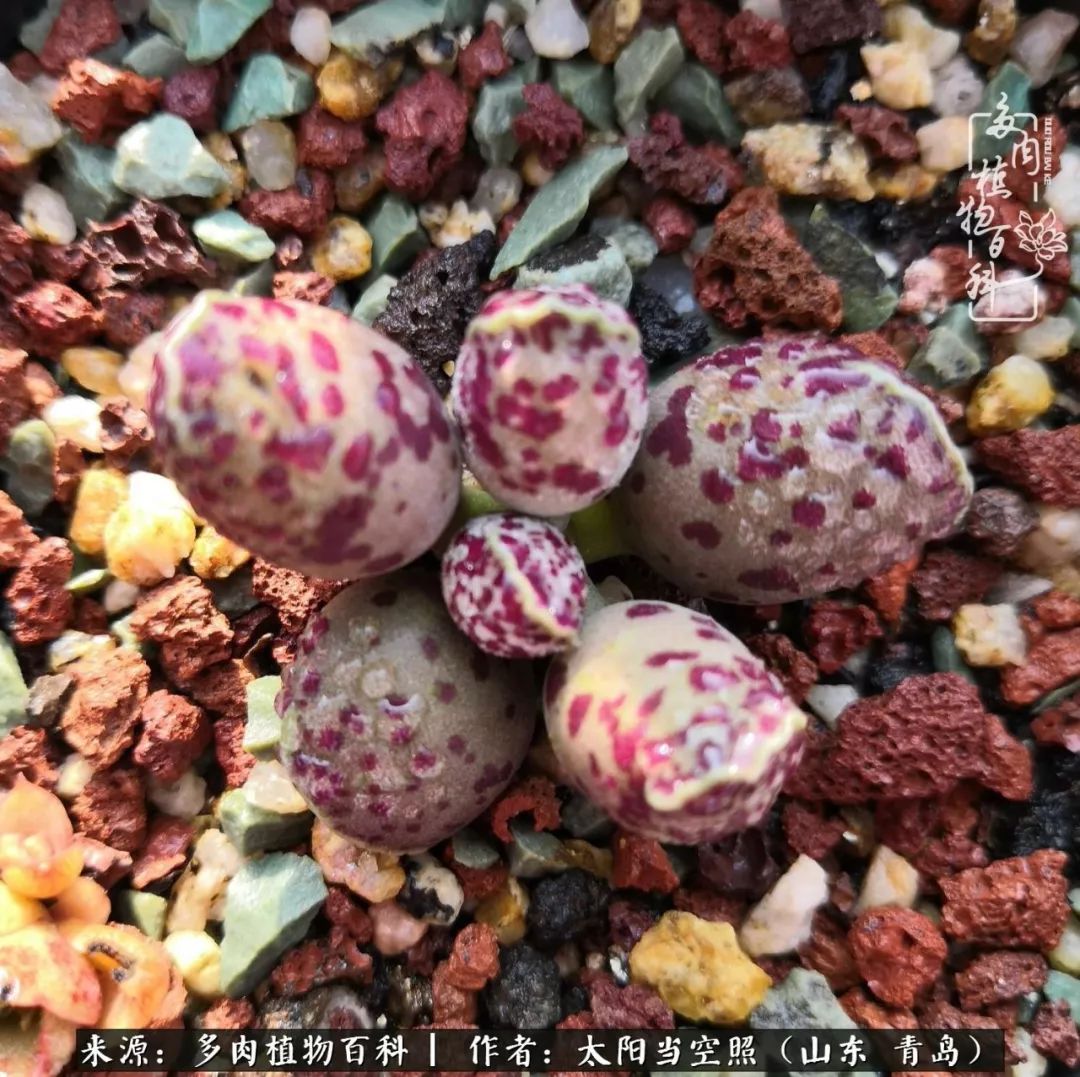 离家在外才发现最难忘的是故乡情,离家在外看见家乡的东西