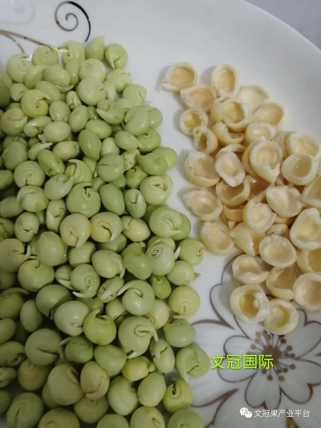 文冠果籽怎么吃好吃,文冠果嫩叶怎么吃