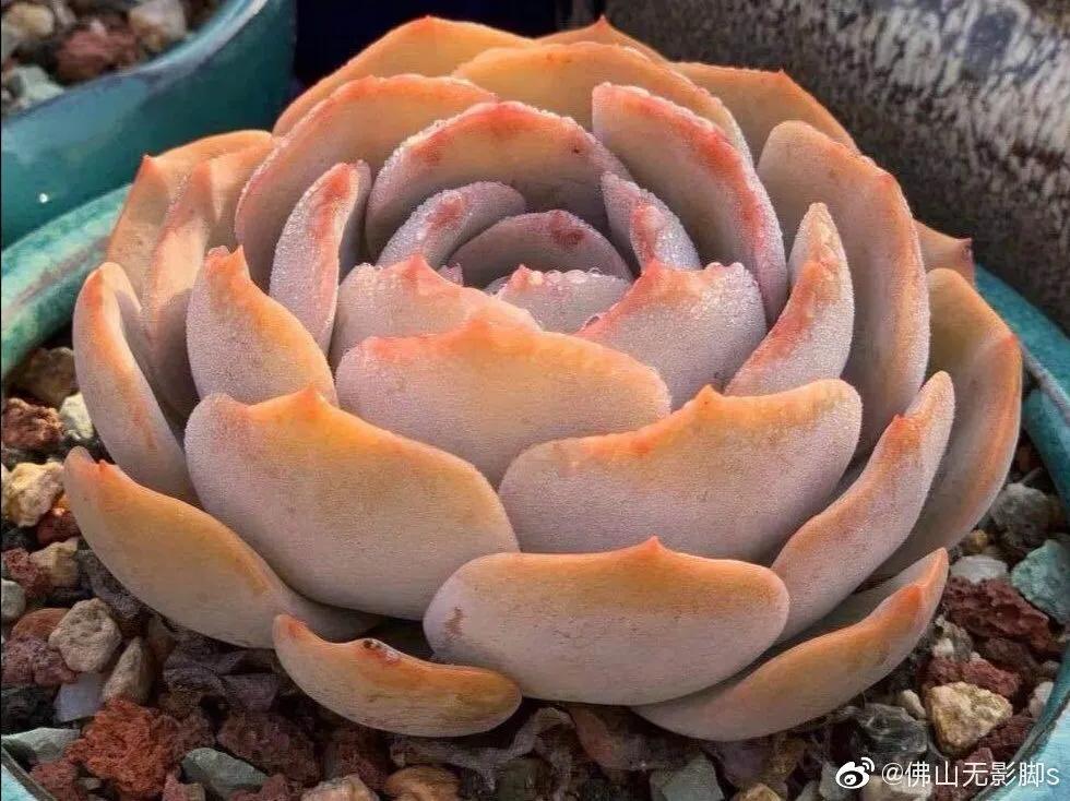 lv在荷兰奥特莱斯,lv在荷兰大概多少钱