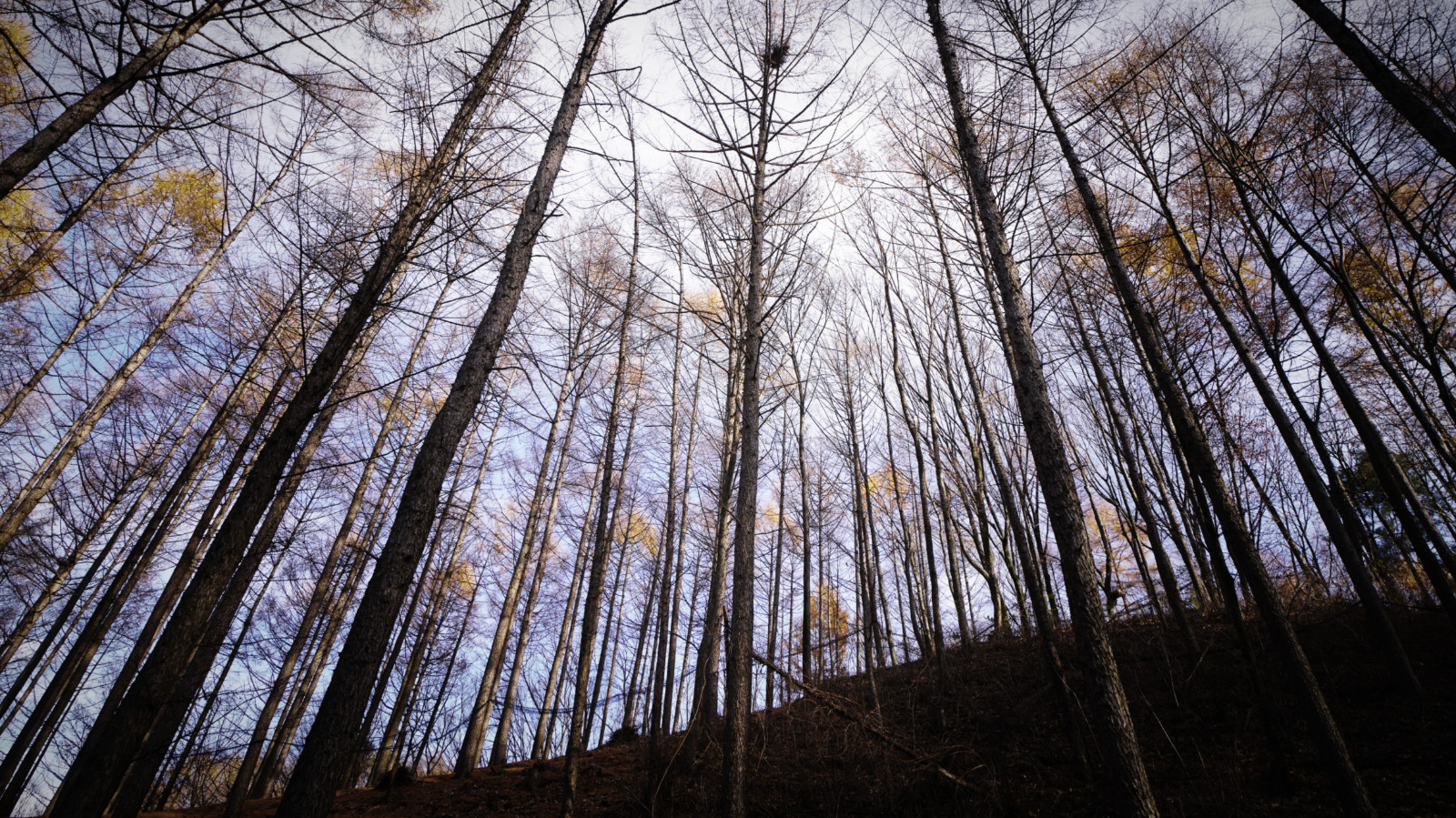 挖人参、做丹药、住转运古宅，想不到的韩国深山秘境游