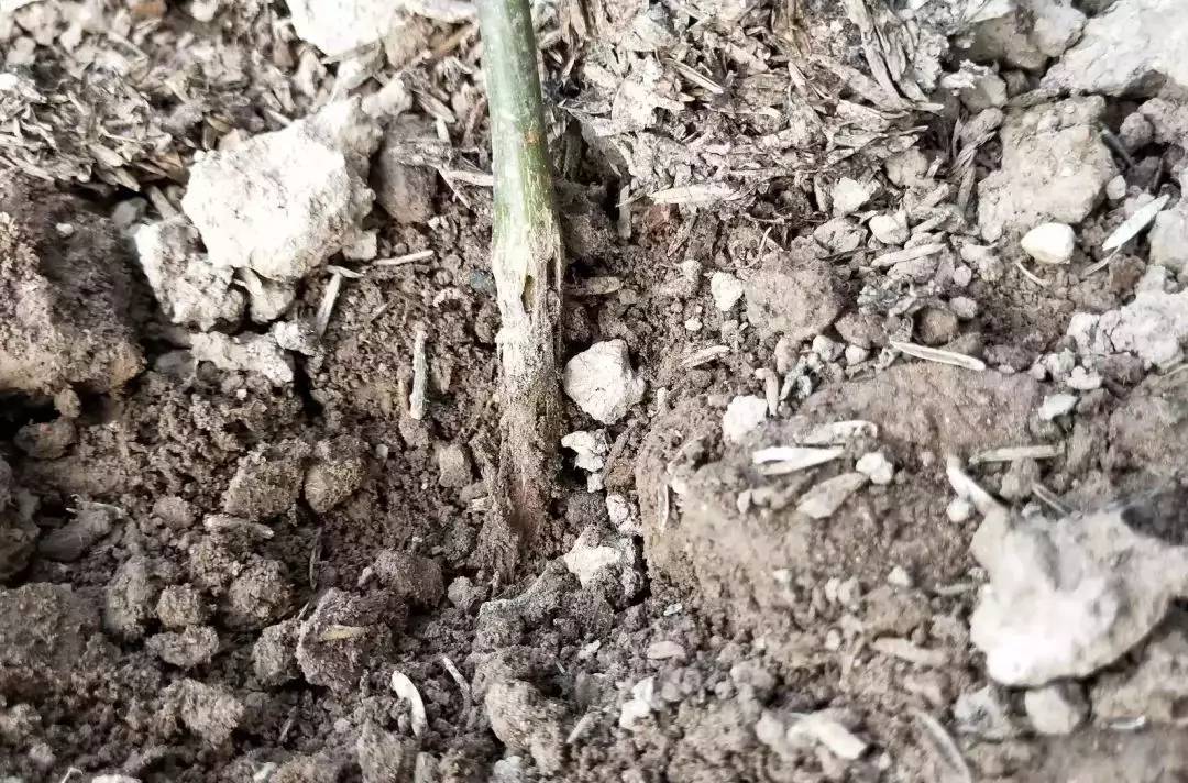 百香果黑斑病害图片,百香果下雨后病害图片视频