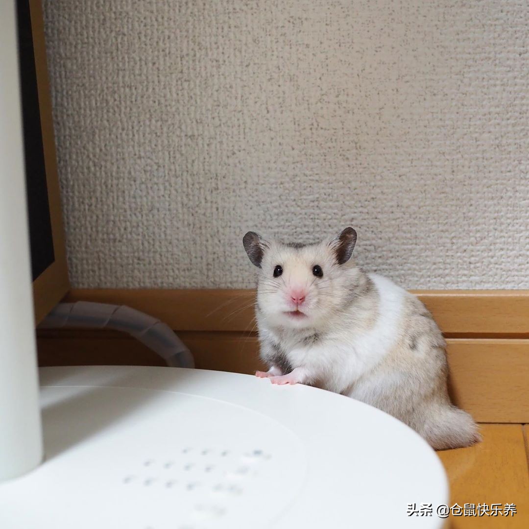 仓鼠半夜跑出笼子怎么找,仓鼠半夜在笼子里跑来跑去