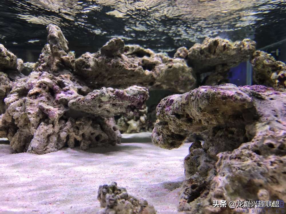 从零开始玩海缸的方法,从零开始玩海缸全过程