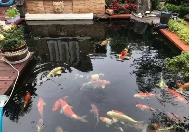庭院锦鲤鱼池过滤改造,小院锦鲤鱼池建造过程