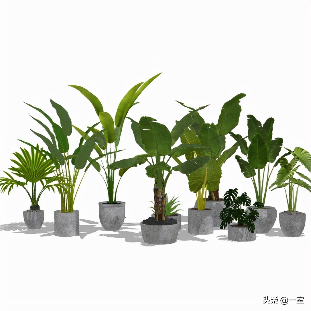 网红庭院植物搭配,网红绿植搭配技巧