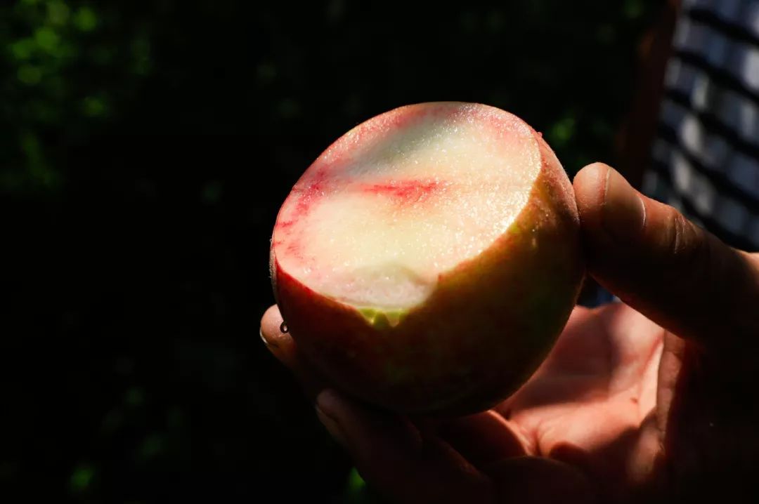 天时、地利、人和，一个深山网红桃的“修成”