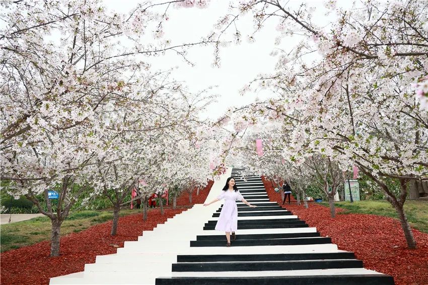 漫花庄园亿朵白樱花绚烂绽放啦，这些樱花的起源你真的知道吗？