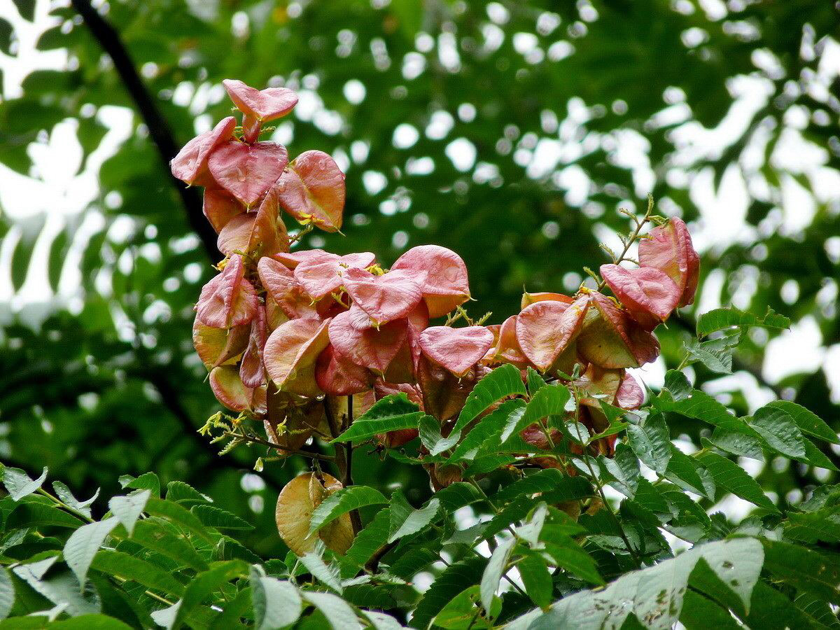 摇钱树的治病方法,让中药材成为摇钱树